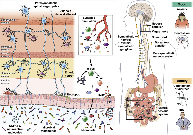 To Get To The Bottom Of Your Microbiome, Start With A Swab Of Poo, NPR  Article