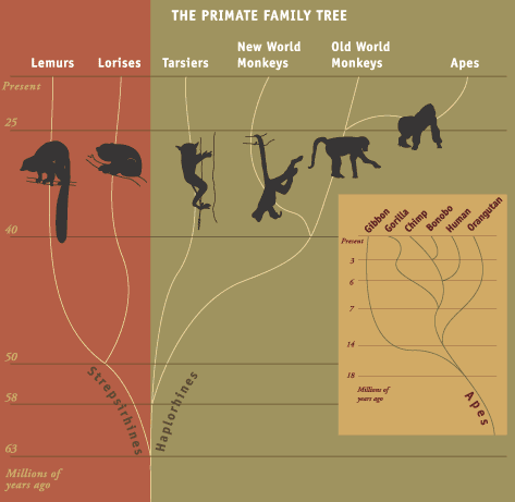 Primate family tree.gif