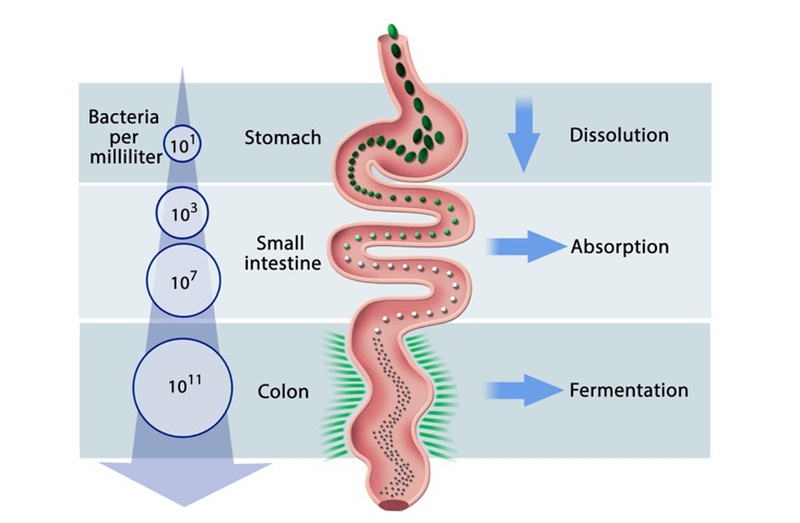 Confusion At The Yogurt Aisle? Time for Probiotics 101 : The Salt : NPR